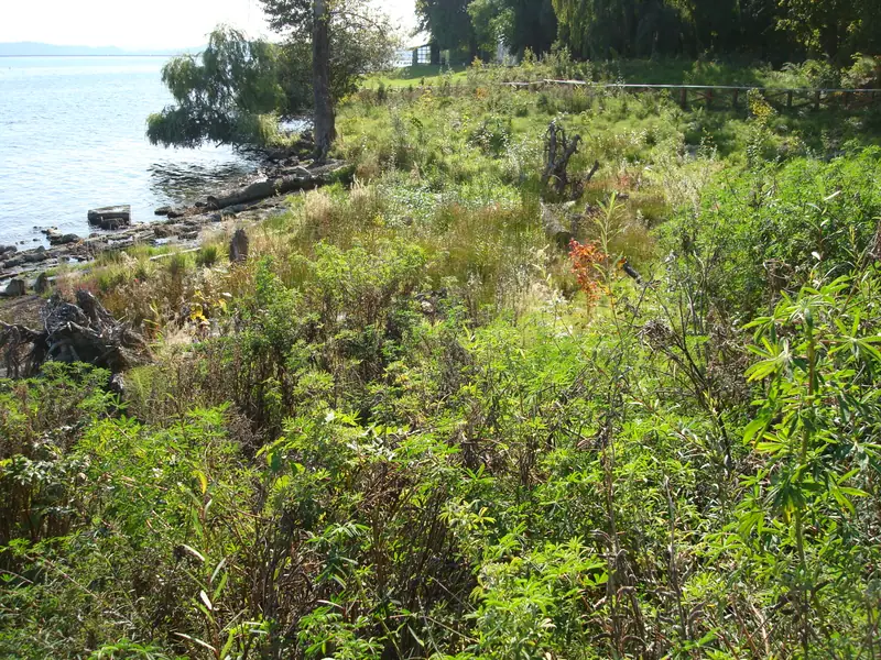 The restored cove at Lake Washington in spring