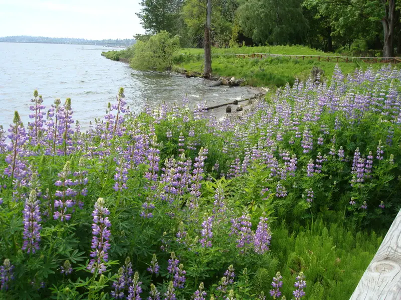 Purple lupine along the lakeshore with Lake Washington beyond