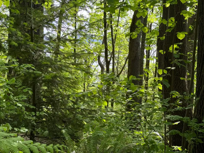 Sunlight through tall trees and ferns in Madrona Woods