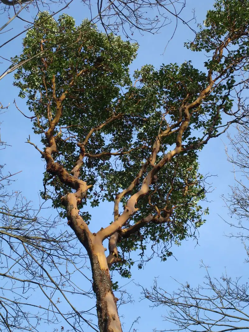 The orange-red branches of a Pacific madrona tree against the sky