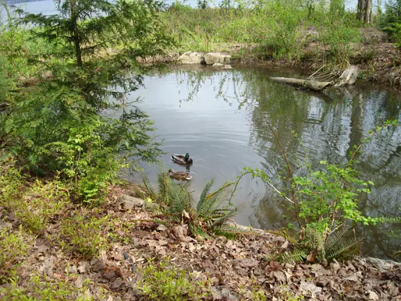 Photo: Stream Daylighting