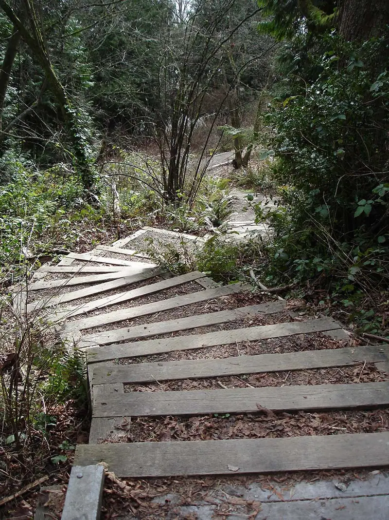 Log and stone steps climbing through the forest