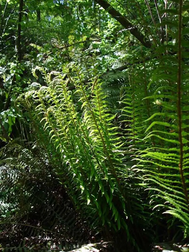 Sword ferns on the forest floor