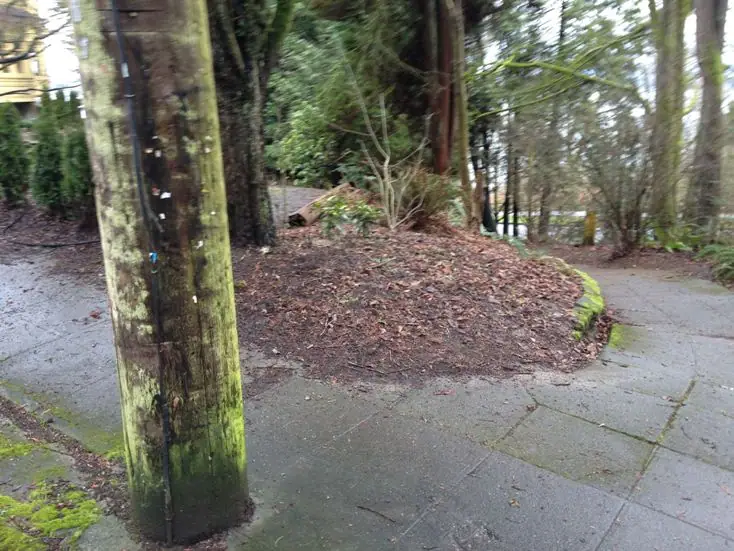 Photo: Vandalism in Madrona Woods