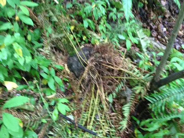 Photo: Vandalism in Madrona Woods
