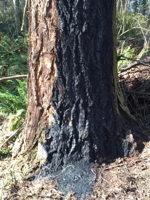 Photo: Fire Quickly Extinguished in Madrona Woods