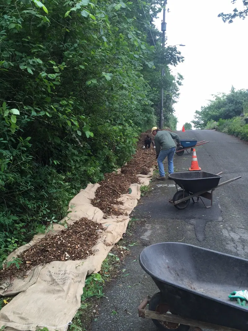 Wood chip mulch spread along a road edge with a wheelbarrow