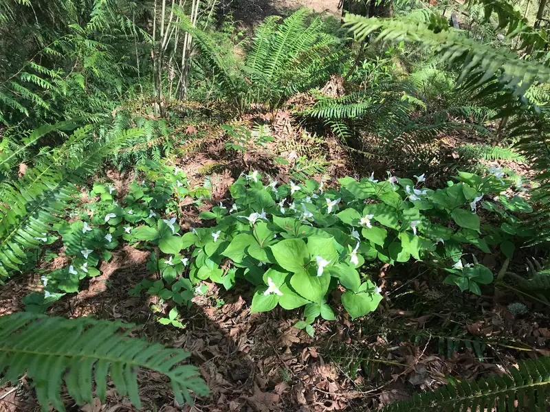 A patch of white trillium on a forest slope